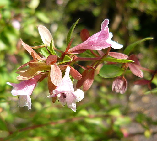 Abelia schumannii